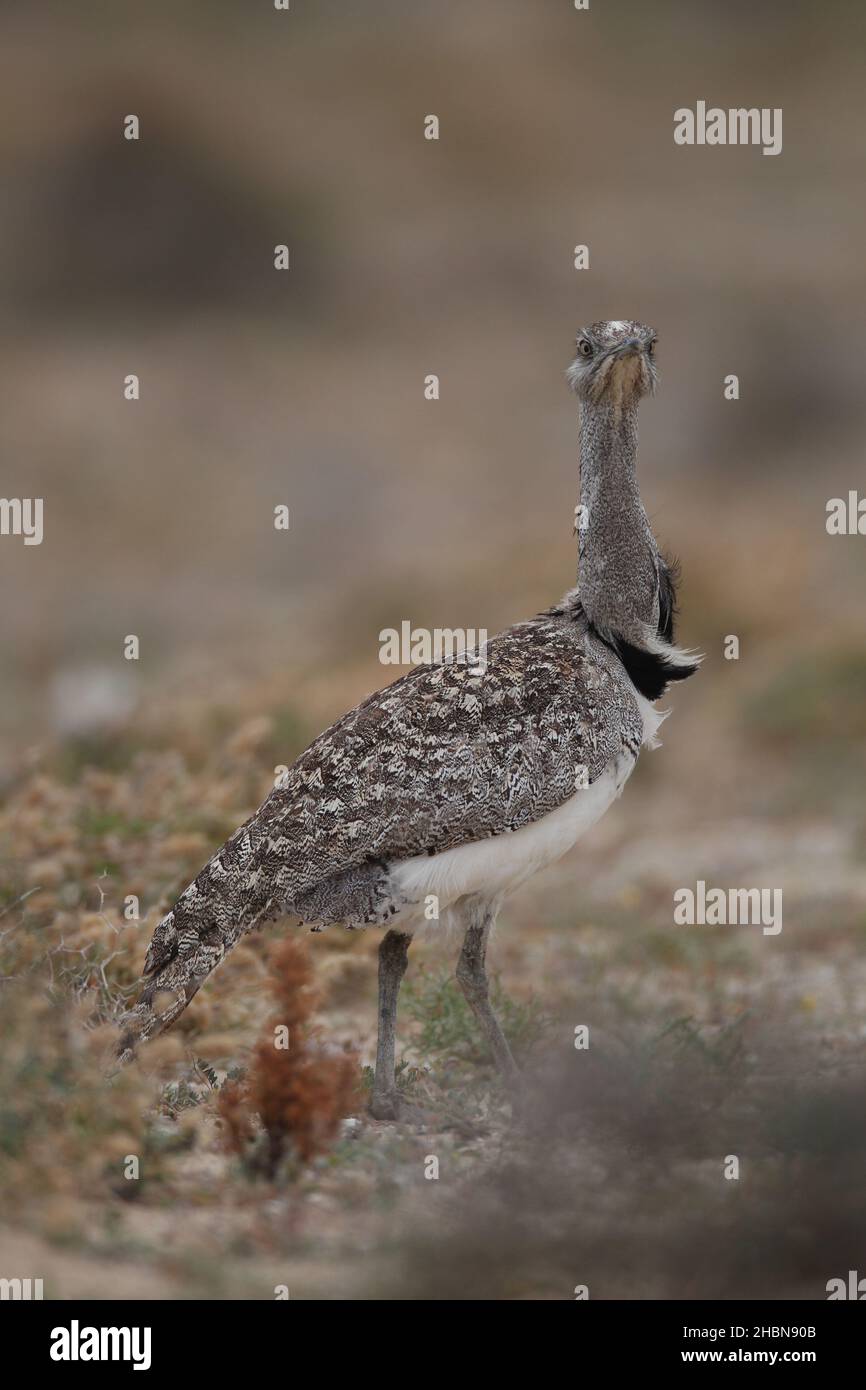 Im April ist die Houbara-Bustard-Brutzeit auf Lanzarote rückläufig, obwohl es immer noch seltsame Individuen gibt, die sich brüten wollen. Stockfoto