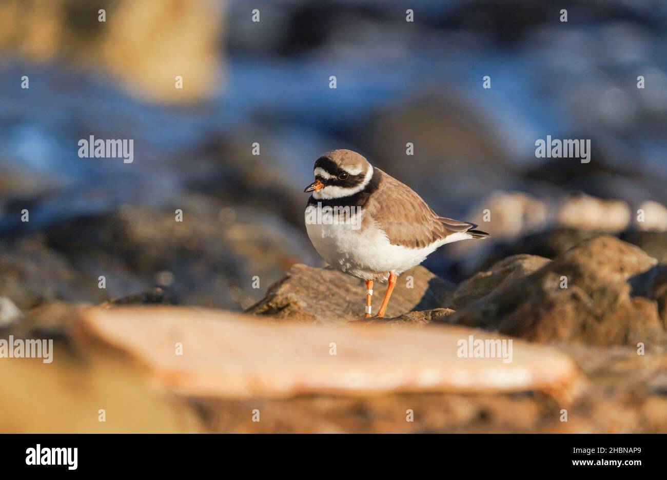 Gemeiner Ringelpfeifer im Wintergefieder an einer felsigen Küste, Andalusien, Spanien. Stockfoto