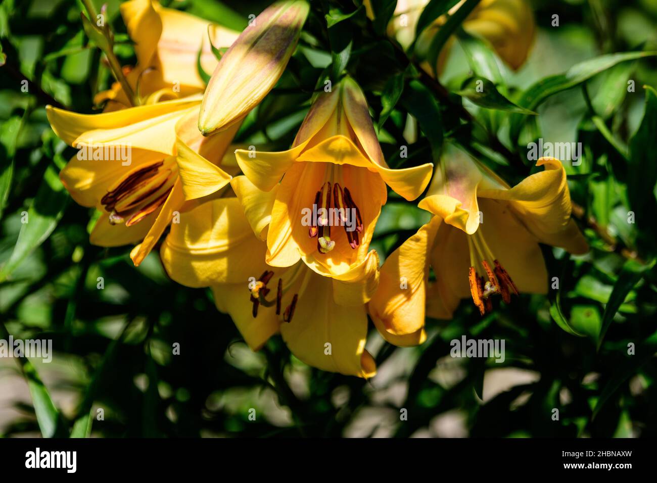 Lebhaft gelbe Blüten von Hemerocallis Lilium oder Lily Pflanze in einem britischen Cottage-Stil Garten an einem sonnigen Sommertag, schöne Outdoor-Blumenhintergrund Stockfoto