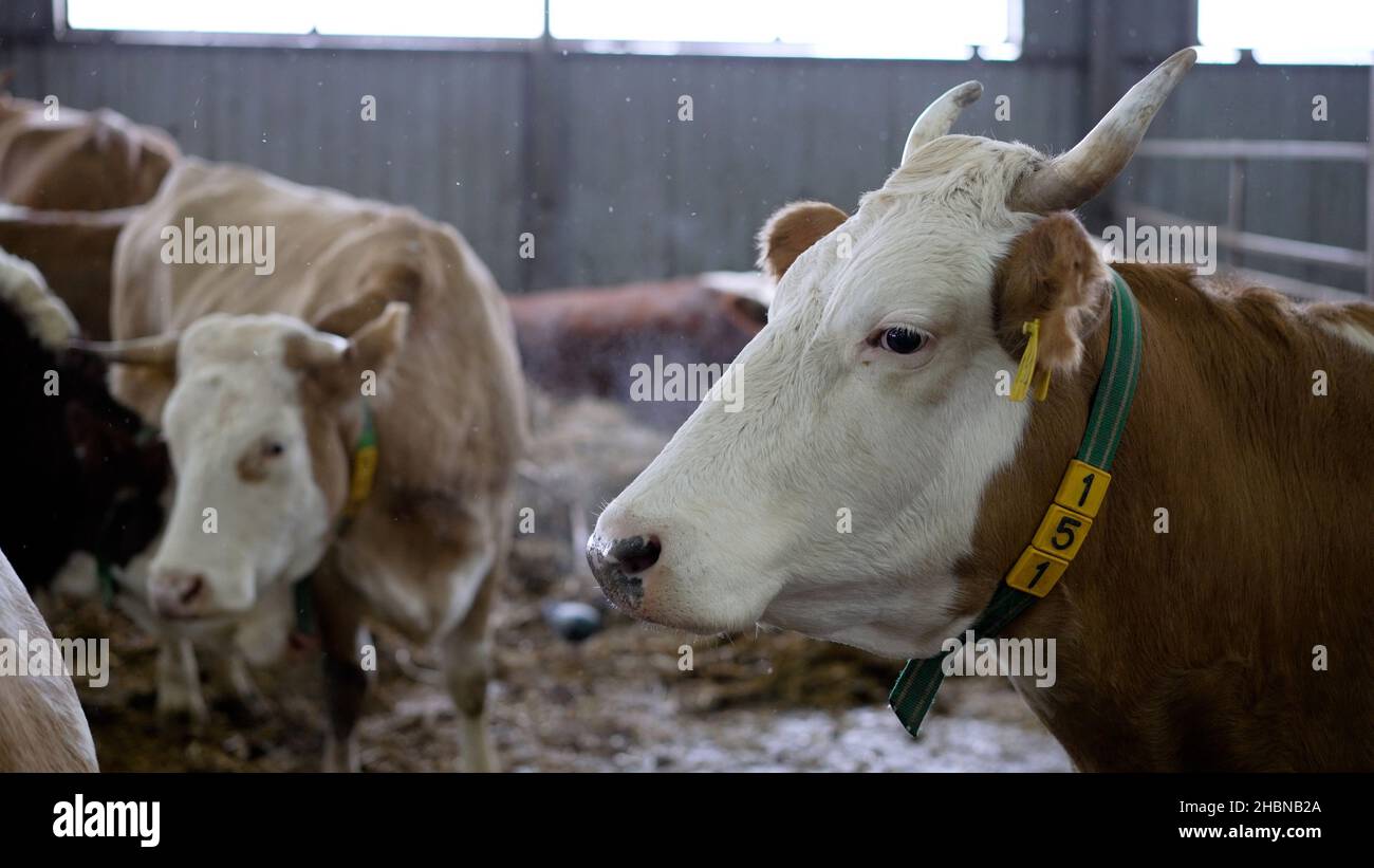 Kuh im Fahrerlager im Winter. Kühe auf einem russischen Bauernhof im Winter. Stockfoto