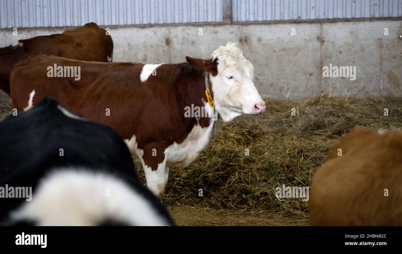 Kuh im Fahrerlager im Winter. Kühe auf einem russischen Bauernhof im Winter. Stockfoto