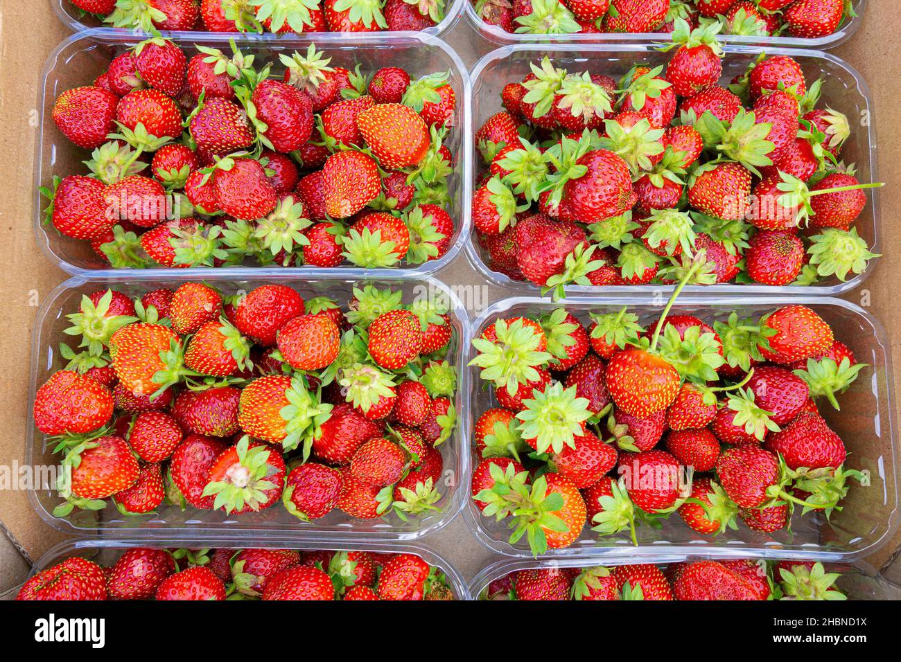 Nahaufnahme von transparenten Kunststoffbehältern mit handverlesenen Erdbeeren in einem Karton. Stockfoto