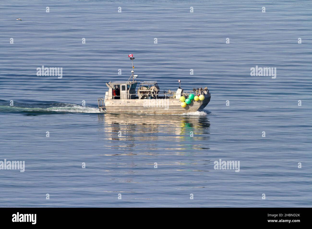 Angeln auf pazifischen Hering in der Straße von Georgia (Salish Sea) vor der Küste von Nanaimo, Vancouver Island, BC, Kanada im März Stockfoto