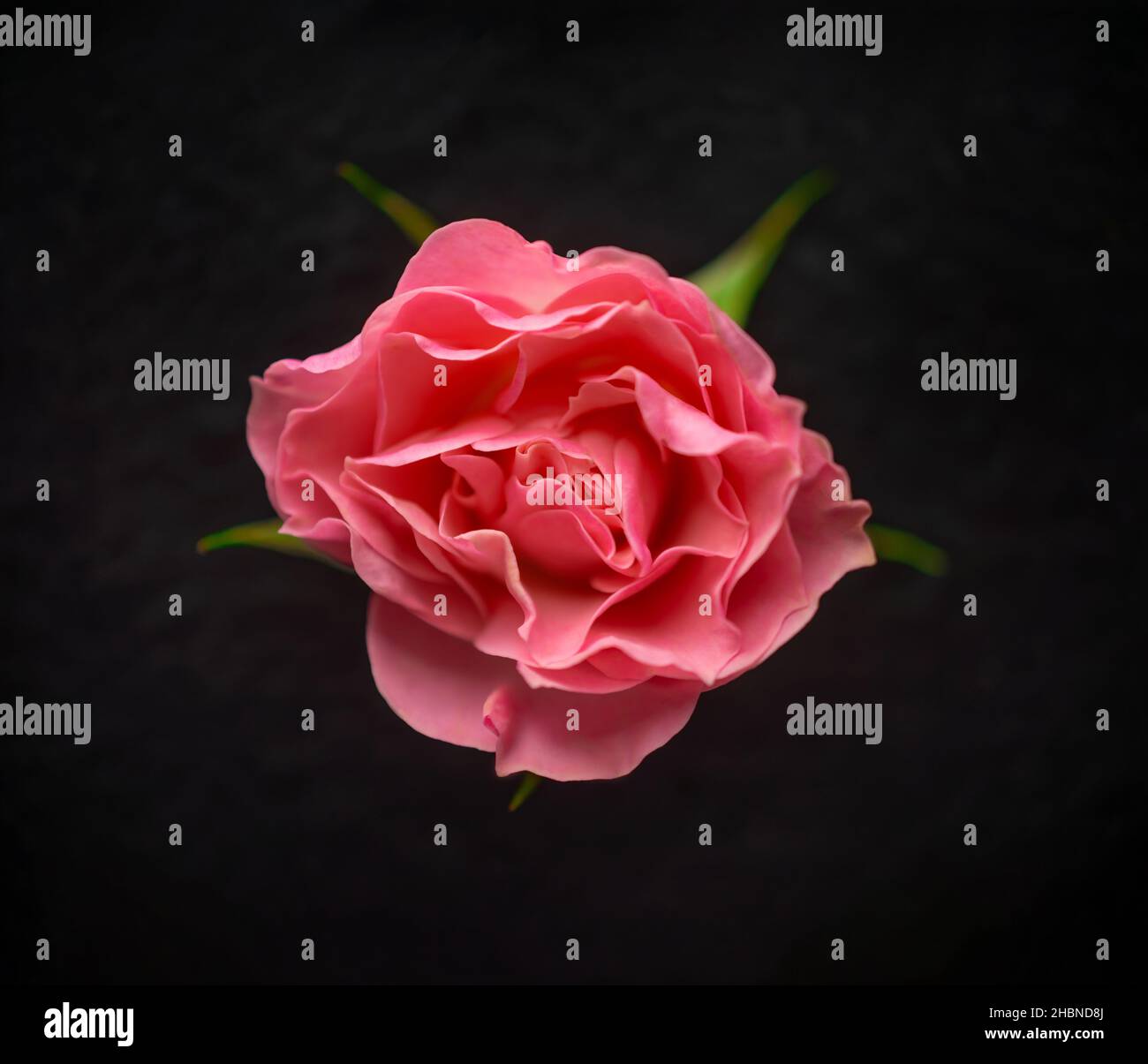 Studioaufnahme der Blume auf schwarzem Hintergrund. Flach liegend, Draufsicht. Stockfoto