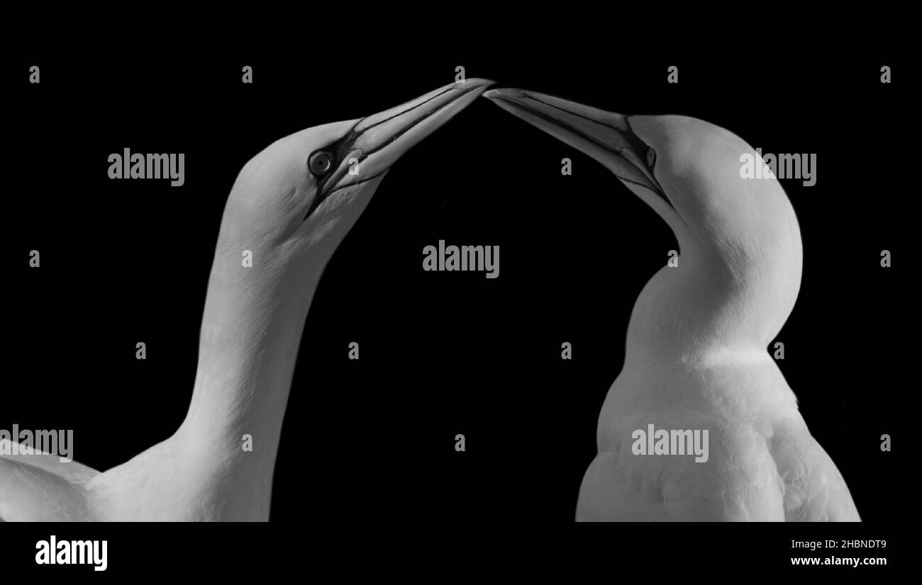 Zwei Schwarz-Weiße Nördliche Gannetvögel Spielen Auf Dem Schwarzen Hintergrund Stockfoto