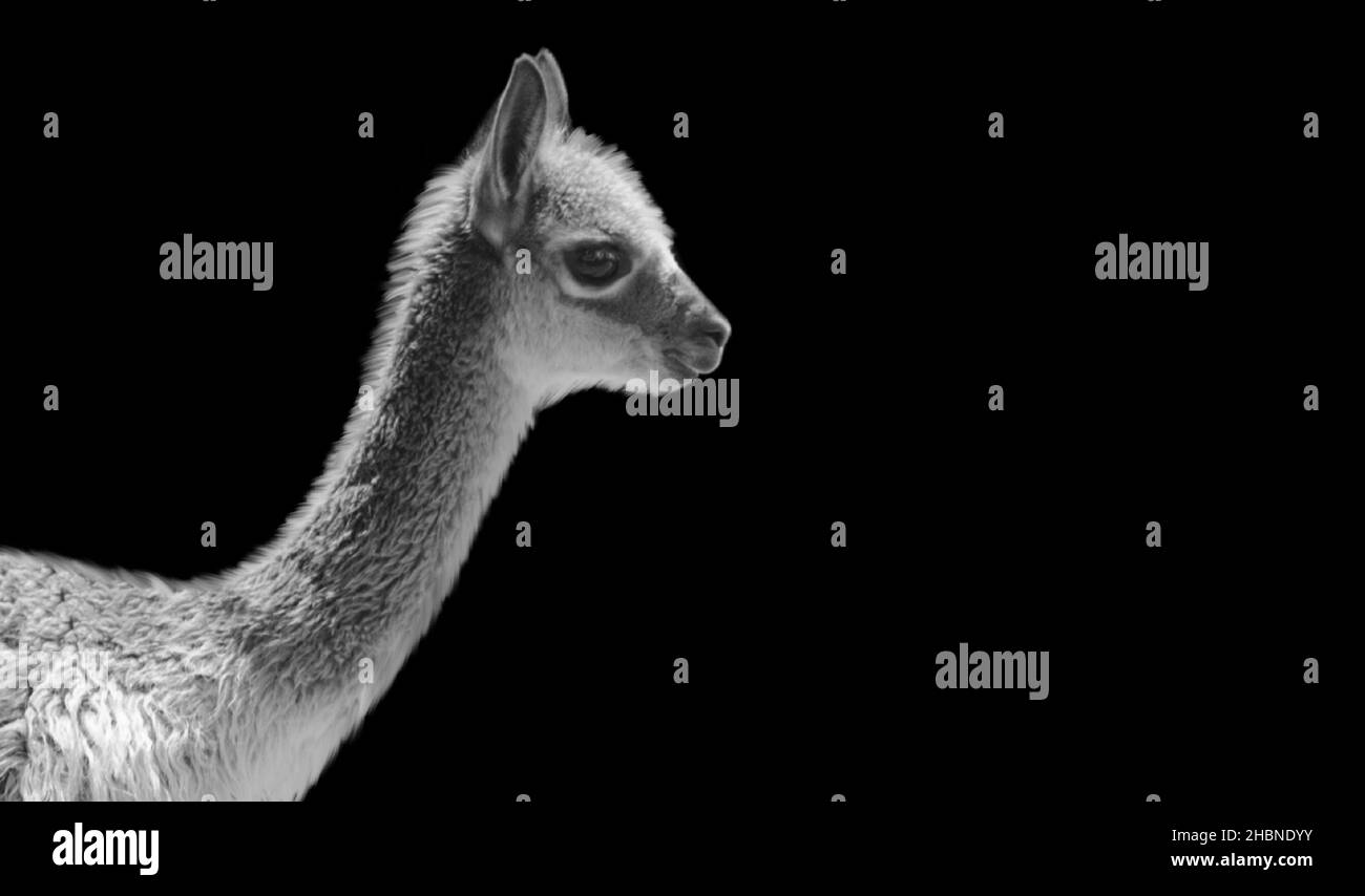Sehr Niedliches Baby Llama Nahaufnahme Auf Dem Schwarzen Hintergrund Stockfoto