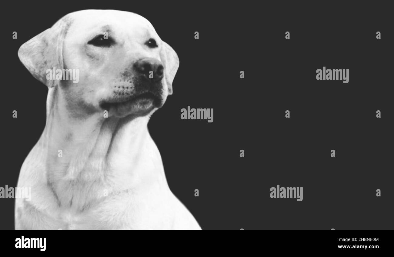 Schöne Smart Labrador Retriever Hund Nahaufnahme Auf Dem Dunklen Hintergrund Stockfoto