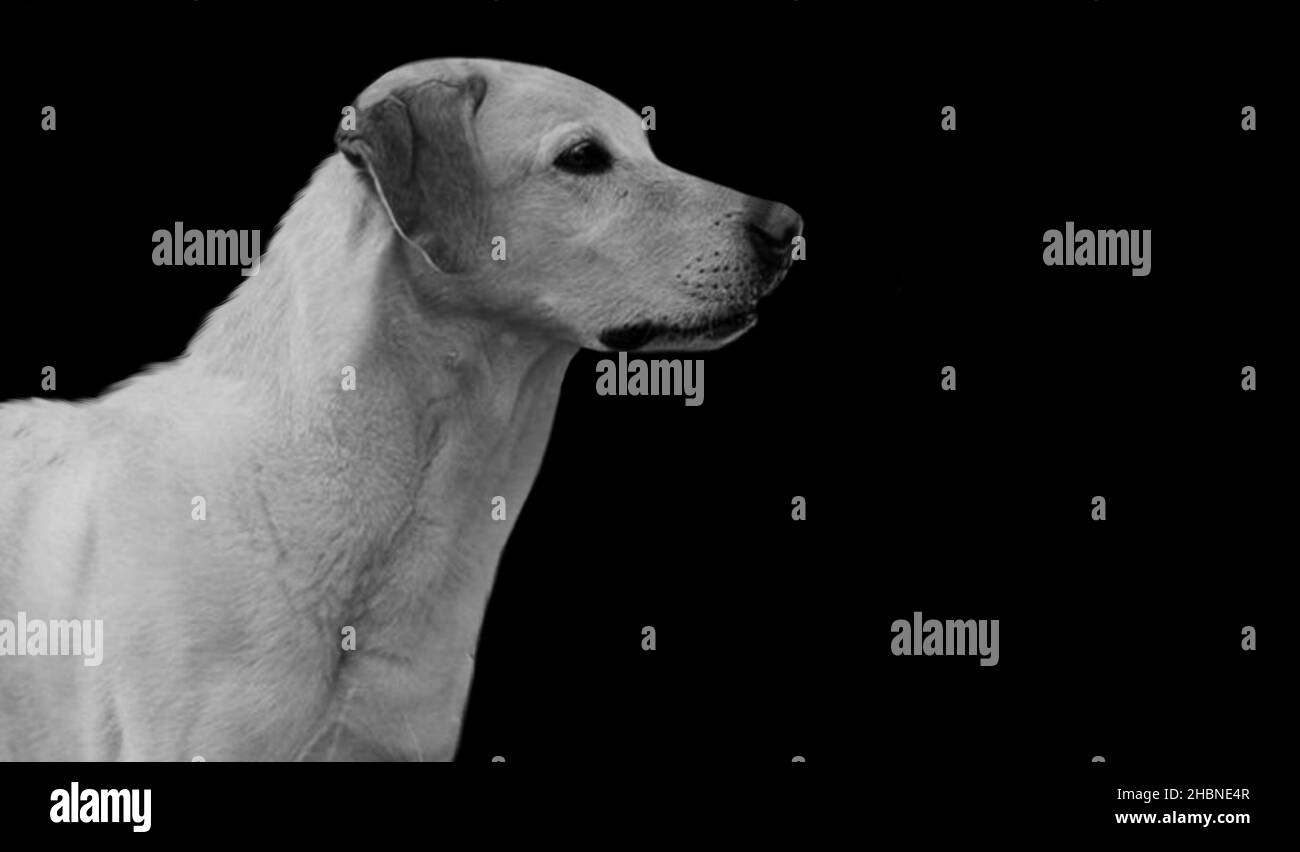Smart Dog Side Face Portrait Auf Schwarzem Hintergrund Stockfoto