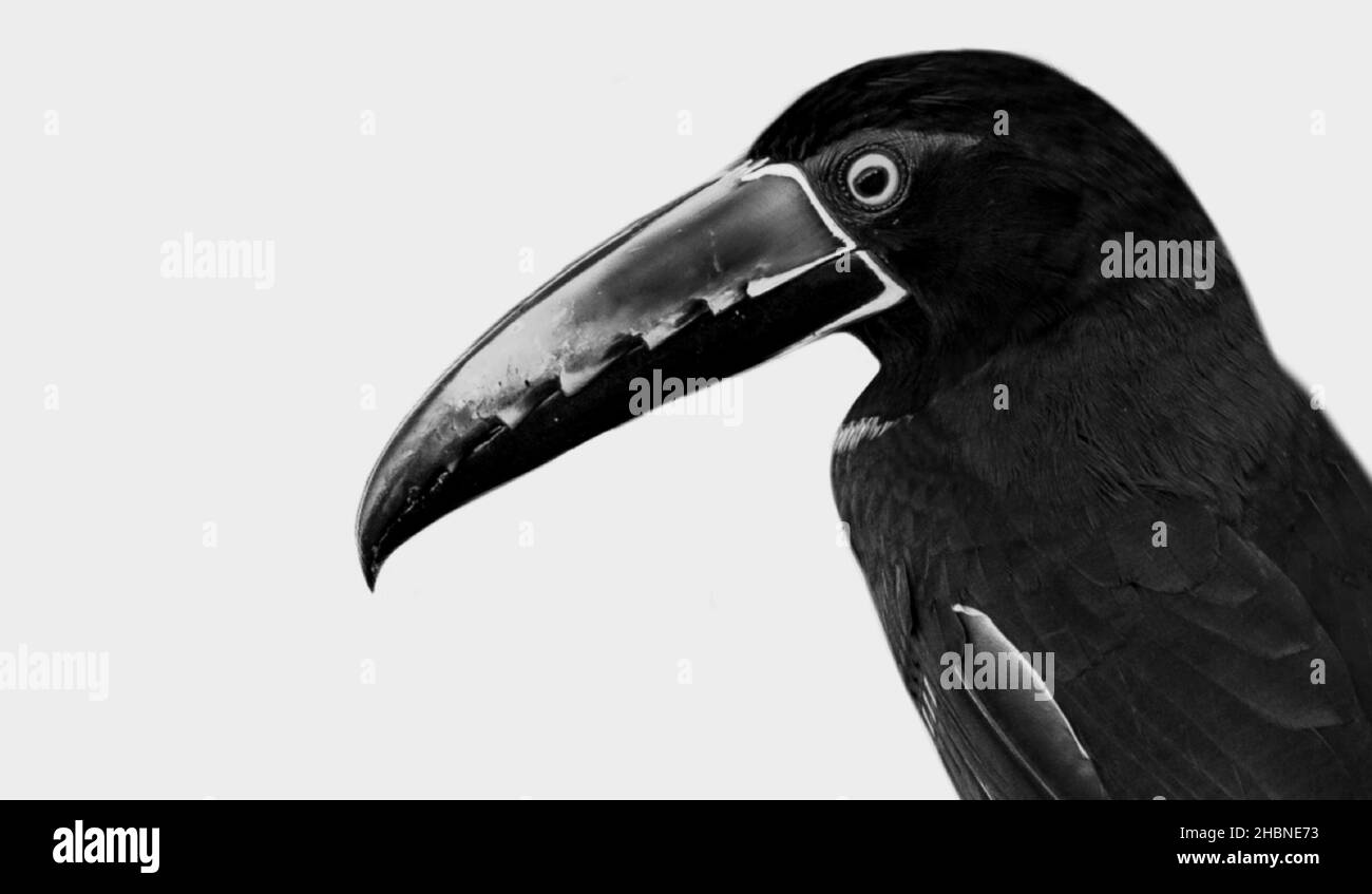 Aracari Vogel Mit Kragen Isoliert Auf Dem Weißen Hintergrund Stockfoto