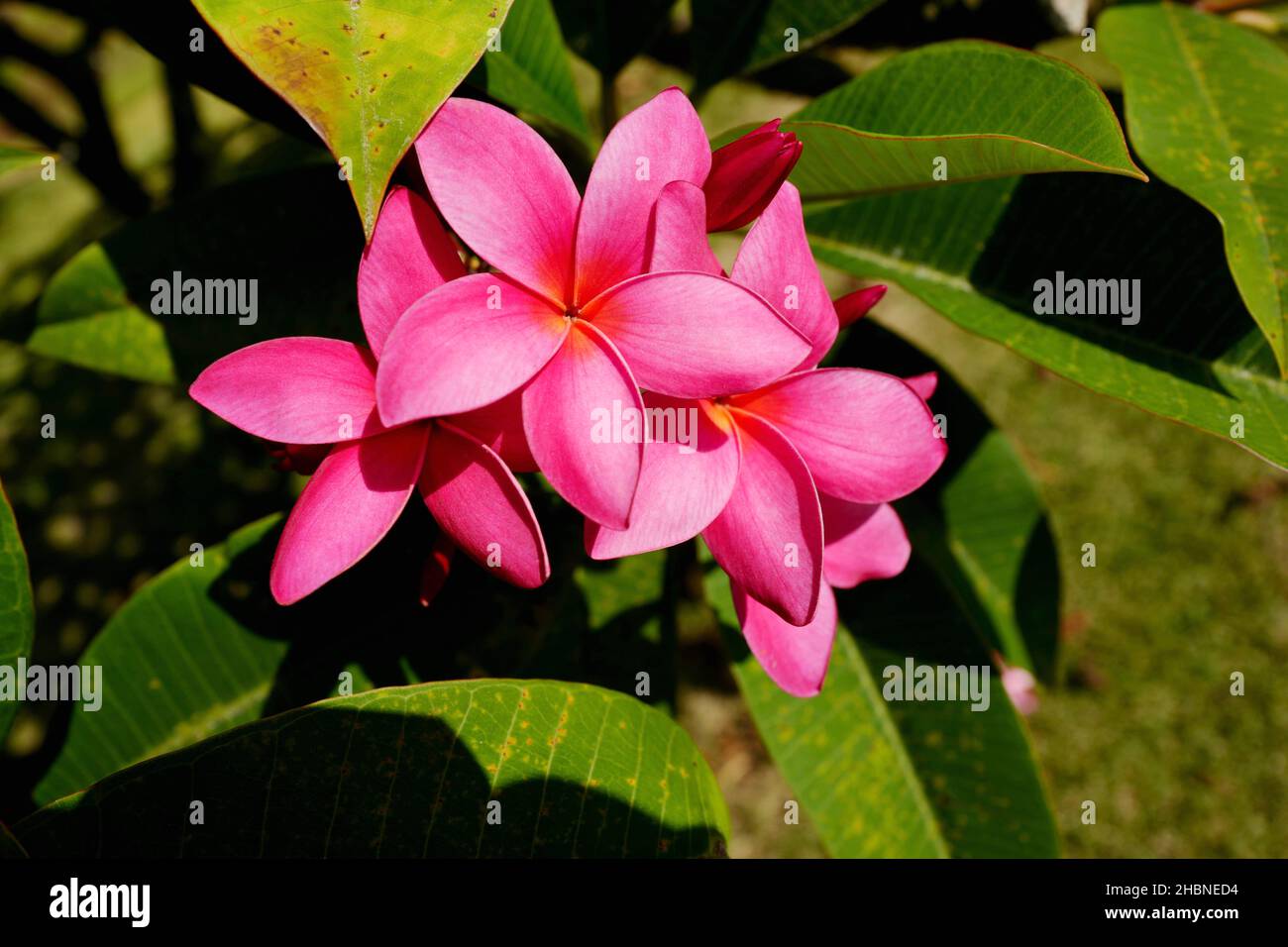 Lila Plumeria blüht im Allerton Garden auf Kauai Stockfoto