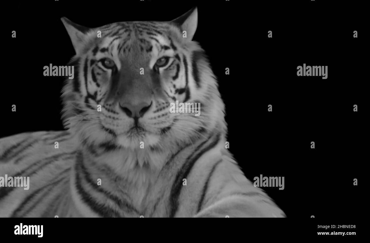 Tiger Sit And Relax Auf Dem Dunklen Hintergrund Stockfoto