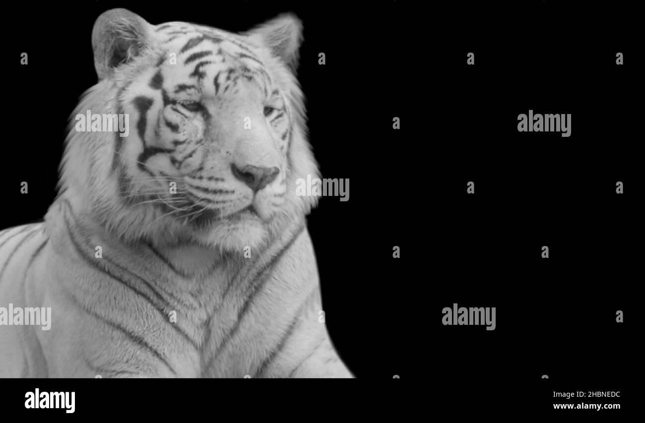 Schöner Weißer Tiger Sitzt Auf Dem Dunklen Hintergrund Stockfoto