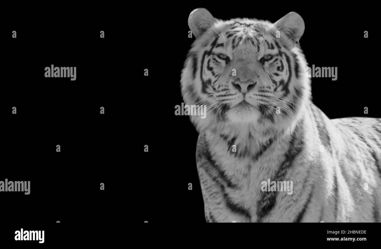 Gefährliche Schwarz-Weiß-Tiger Portrait Gesicht Stockfoto