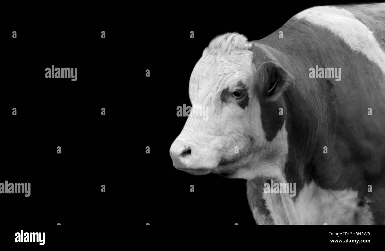 Ziemlich Große Kuh Nahaufnahme Auf Dem Dunklen Hintergrund Stockfoto