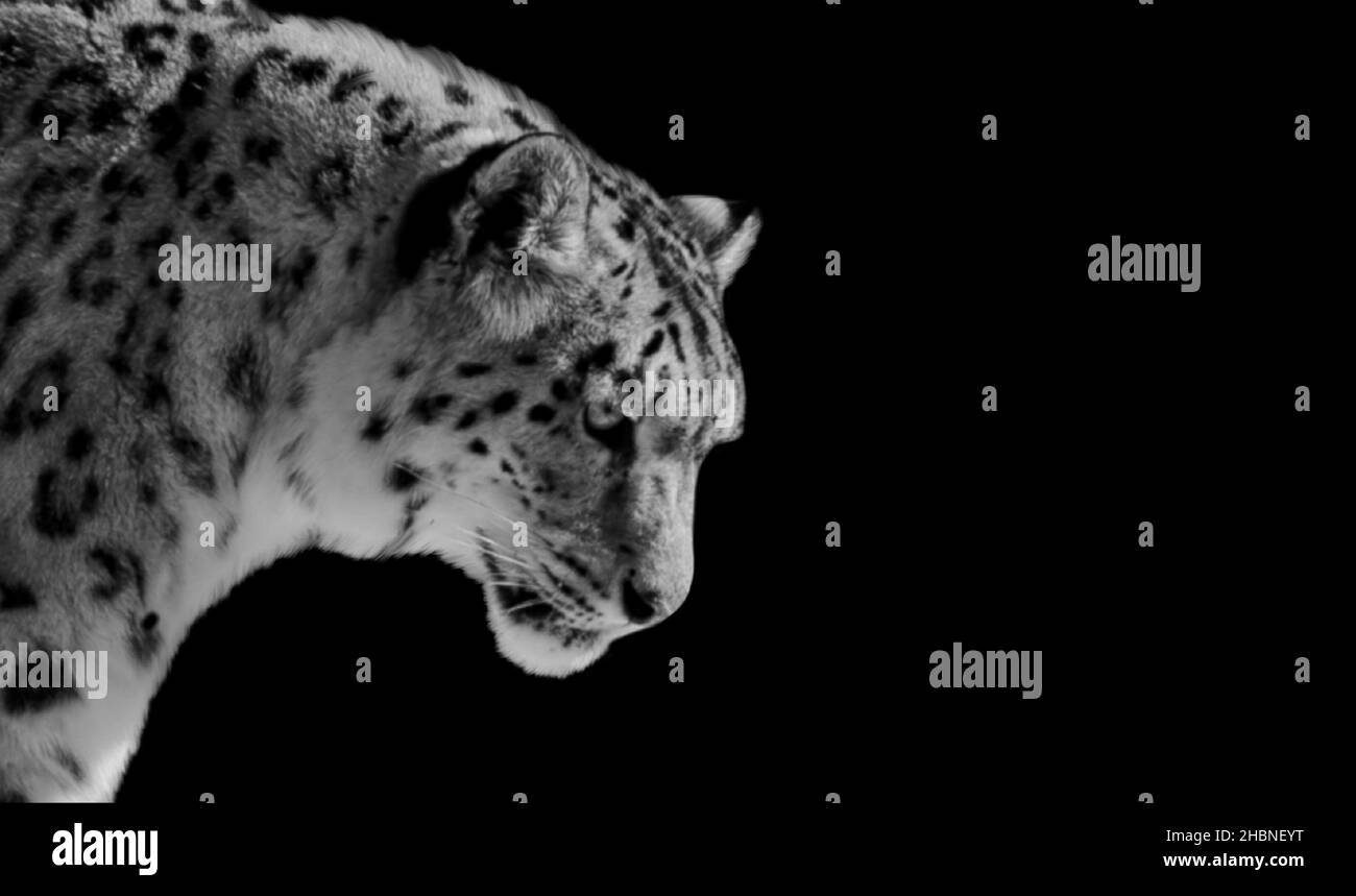Snow Leopard Nahaufnahme Gesicht Auf Dem Schwarzen Hintergrund Stockfoto