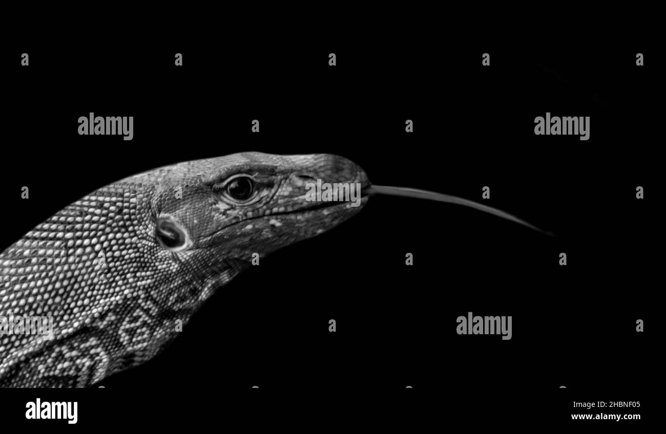 Schwarz-Weiß-Rauhhalsmonitor Eidechse Auf Dem Schwarzen Hintergrund Stockfoto