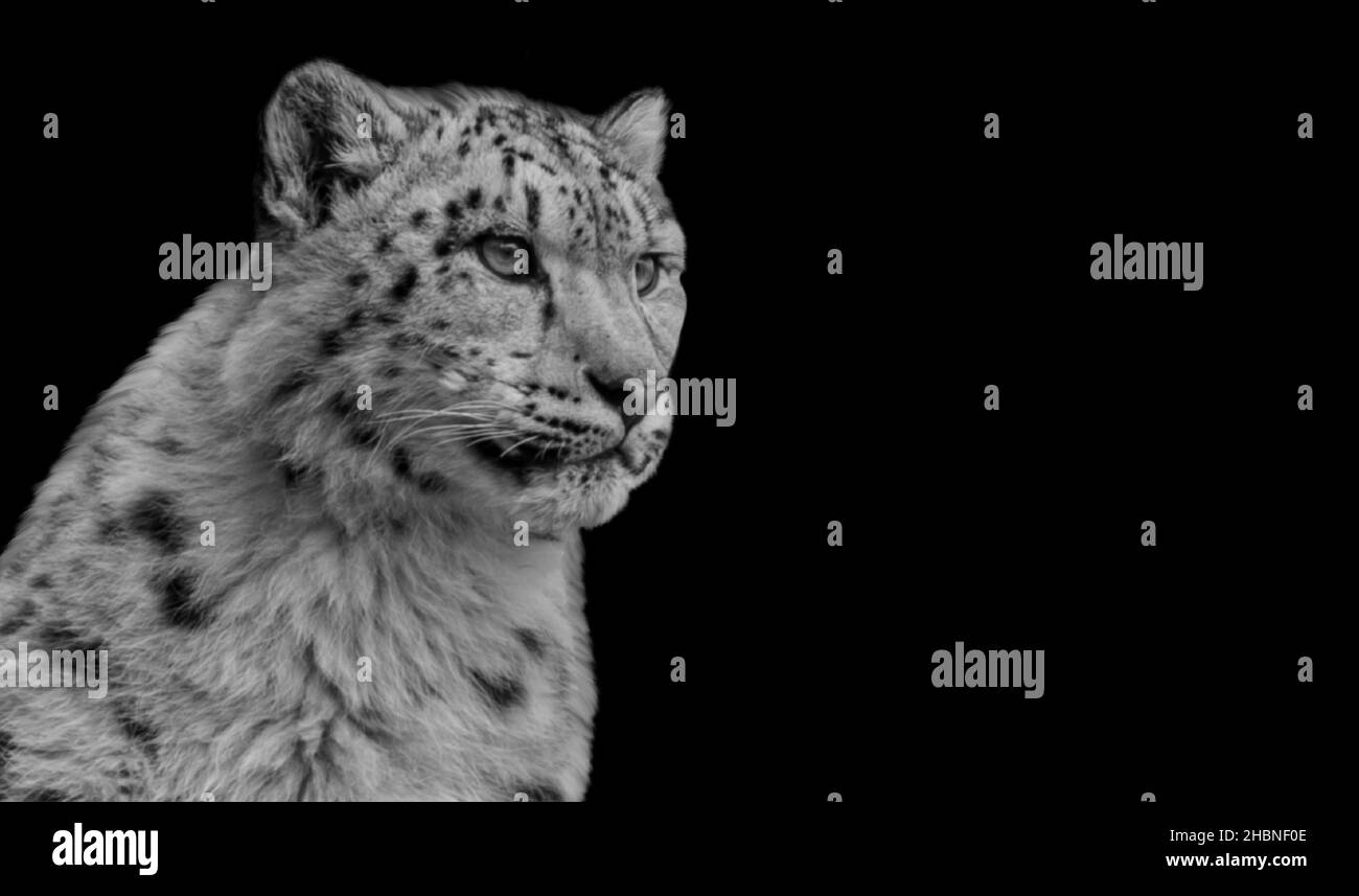 Schöne Snow Leopard Nahaufnahme Auf Dem Dunklen Hintergrund Stockfoto