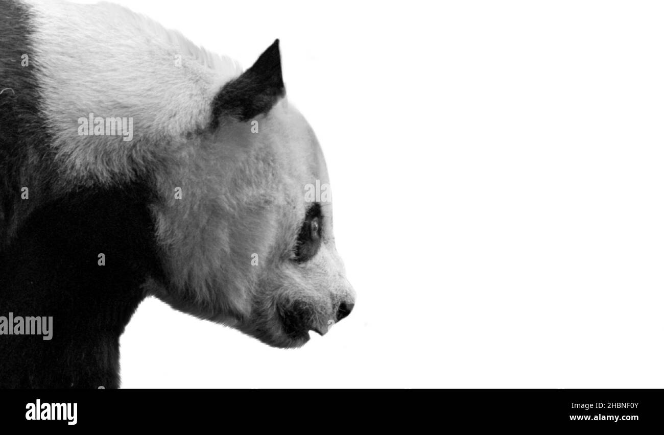 Cute Schwarz Und Weiß Panda Isoliert Auf Dem Weißen Hintergrund Stockfoto