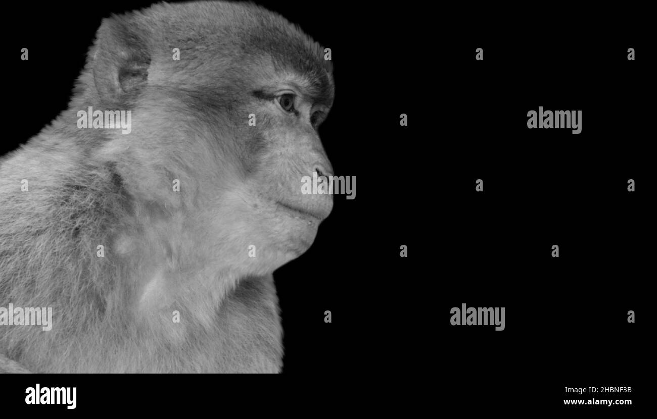 Happy Monkey Nettes Gesicht Im Schwarzen Hintergrund Stockfoto