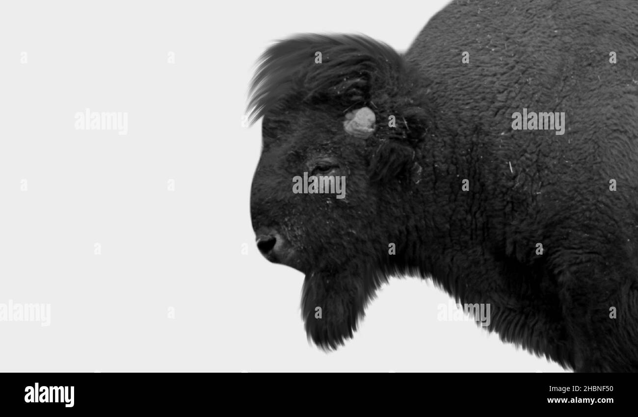 American Bison Closeup-Gesicht Auf Dem Weißen Hintergrund Stockfoto