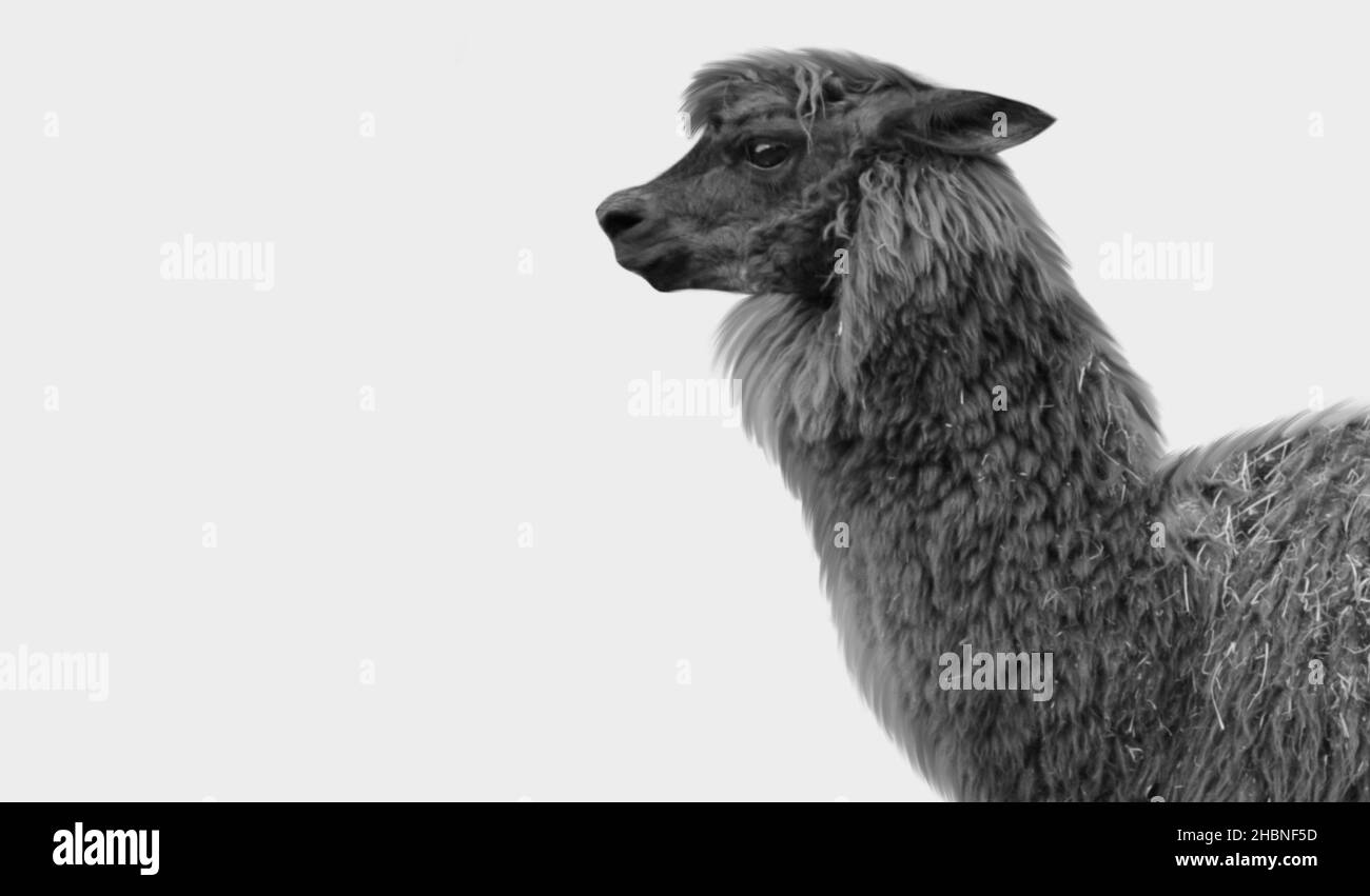 Schwarzer Alpaka Isoliert Auf Weißem Hintergrund Stockfoto