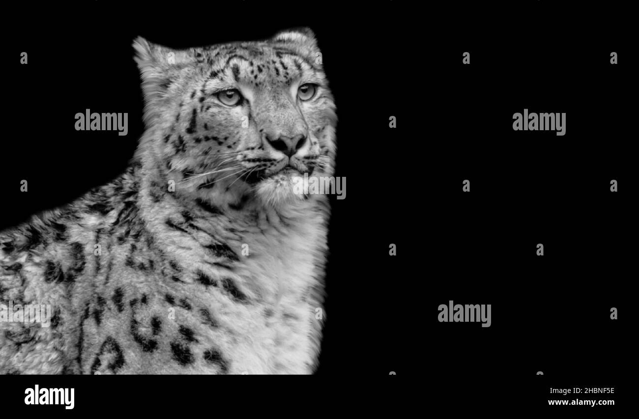 Schwarz-Weiß Snow Leopard Portrait Auf Dem Schwarzen Hintergrund Stockfoto