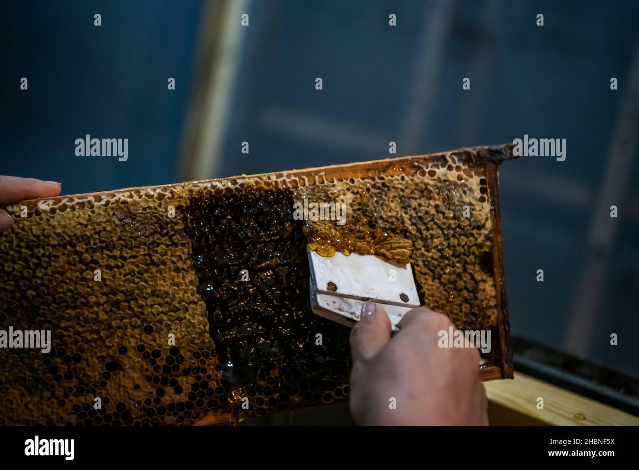 Die Waben mit dem Schaber von Hand aufdecken, Honigernte Stockfoto
