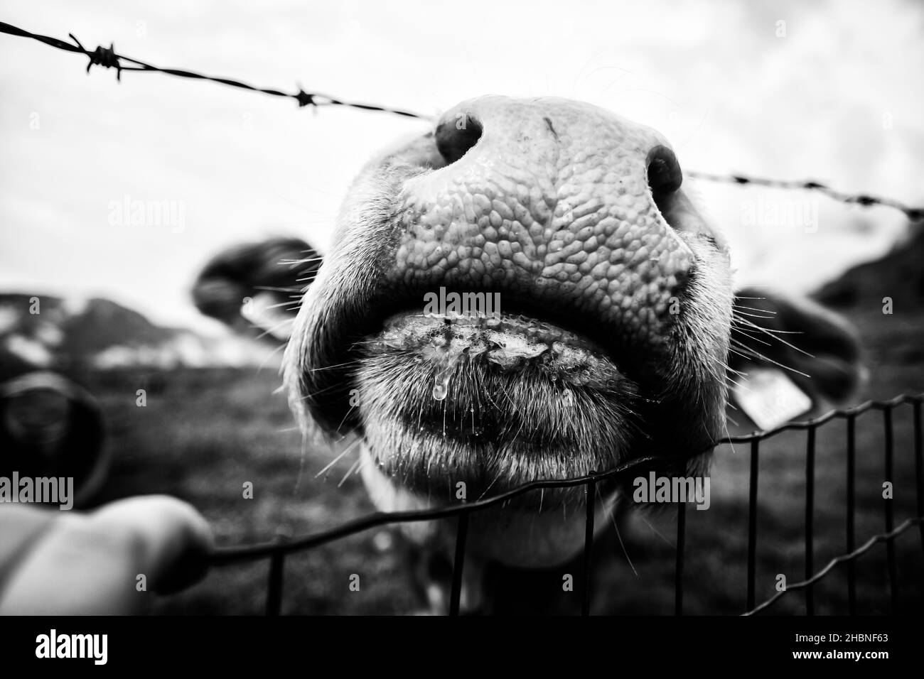 Eine atemberaubende alpine Landschaft mit fröhlichen Kühen, die frei auf saftig grünen Wiesen unter einem klaren blauen Himmel weiden und eine ruhige und natürliche Schönheit bieten. Stockfoto