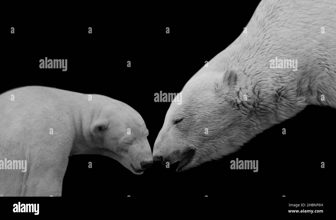 Schwarz-Weiß-Mom Und Baby Eisbär Auf Dem Schwarzen Hintergrund Stockfoto