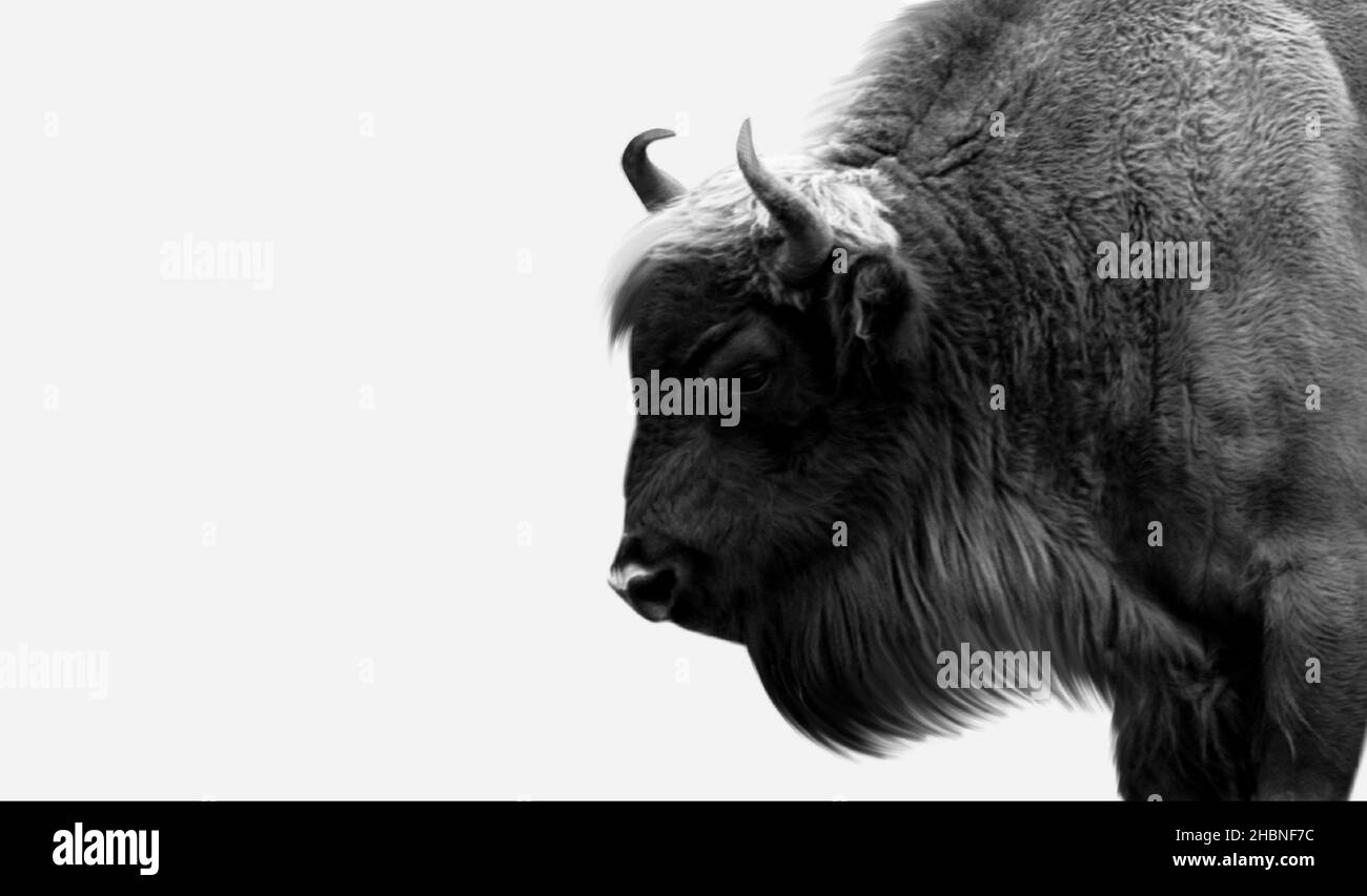 Starker Bison Isoliert Auf Weißem Hintergrund Stockfoto