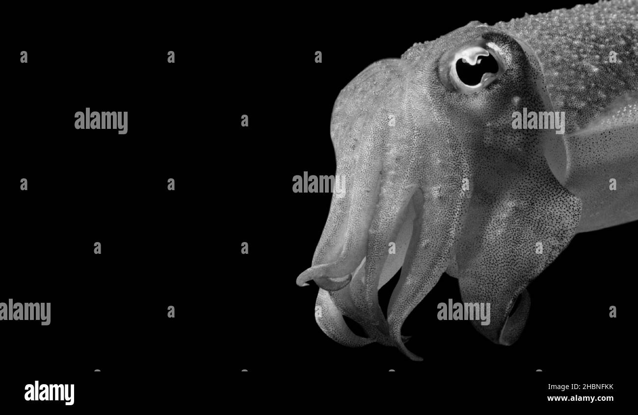 Schwarz Und Weiß Cuttlefishes Gesicht Auf Dem Schwarzen Hintergrund Stockfoto