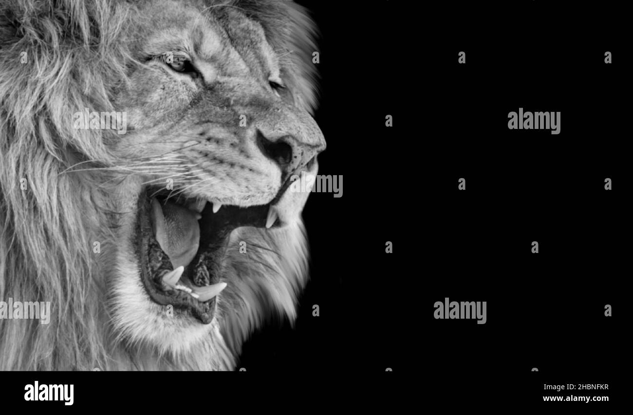 Schönes Löwen-Nahaufnahme-Porträt Auf Dem Dunklen Hintergrund Stockfoto
