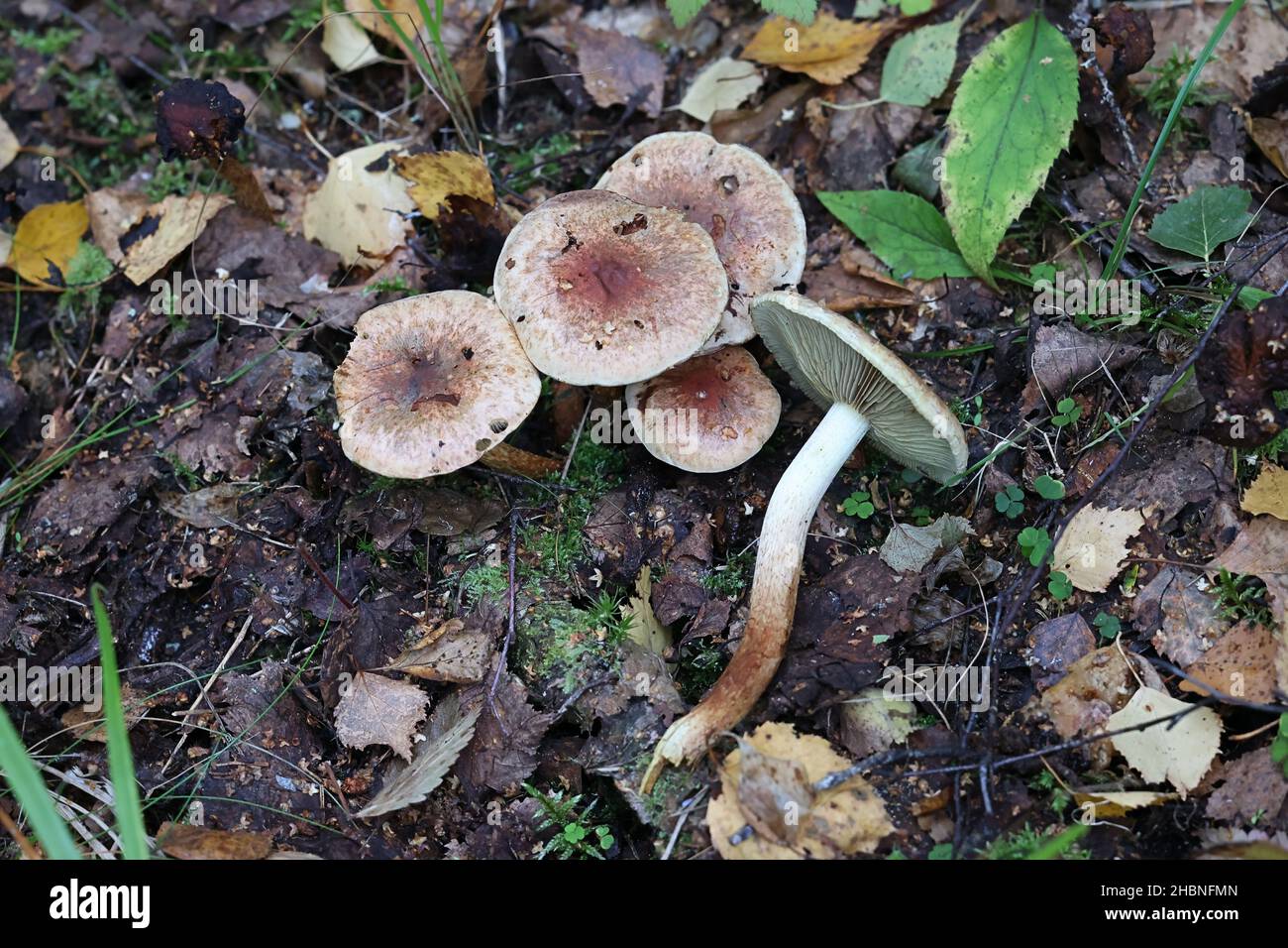 Hypholoma lateritium, allgemein bekannt als Ziegel tuft oder Ziegel Kappe, Wildpilz aus Finnland Stockfoto