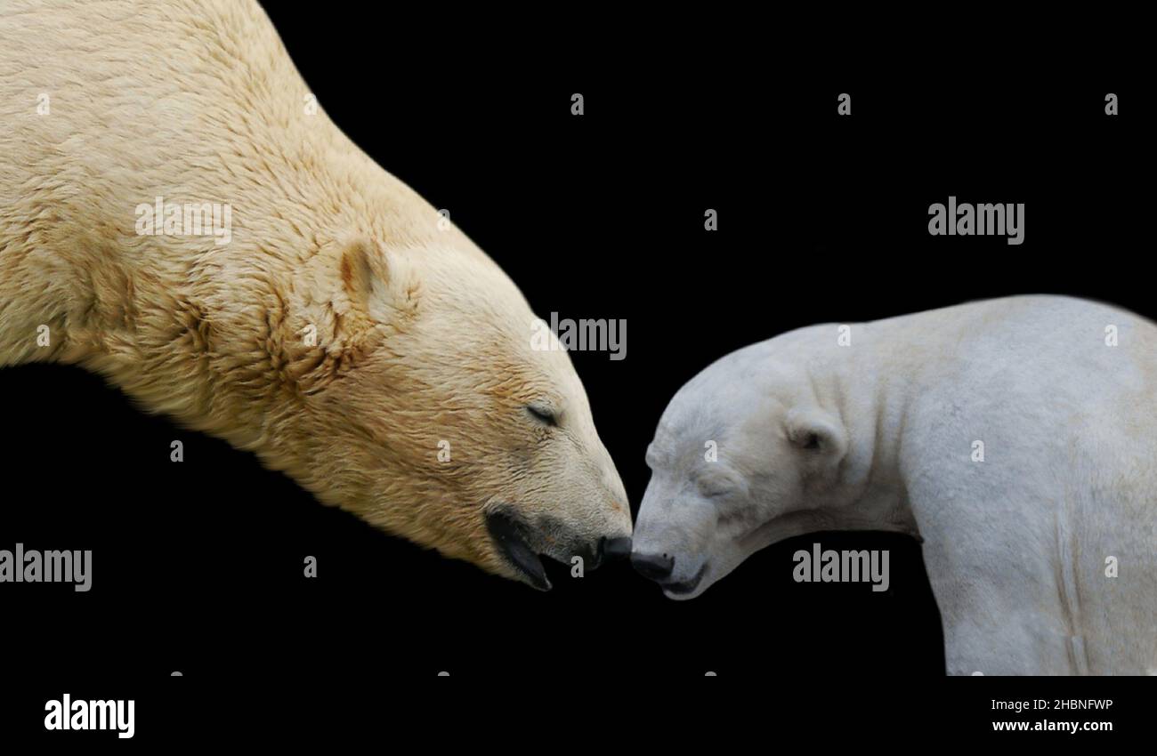Schöne Mutter Und Baby Eisbär Nettes Gesicht Auf Dem Schwarzen Hintergrund Stockfoto