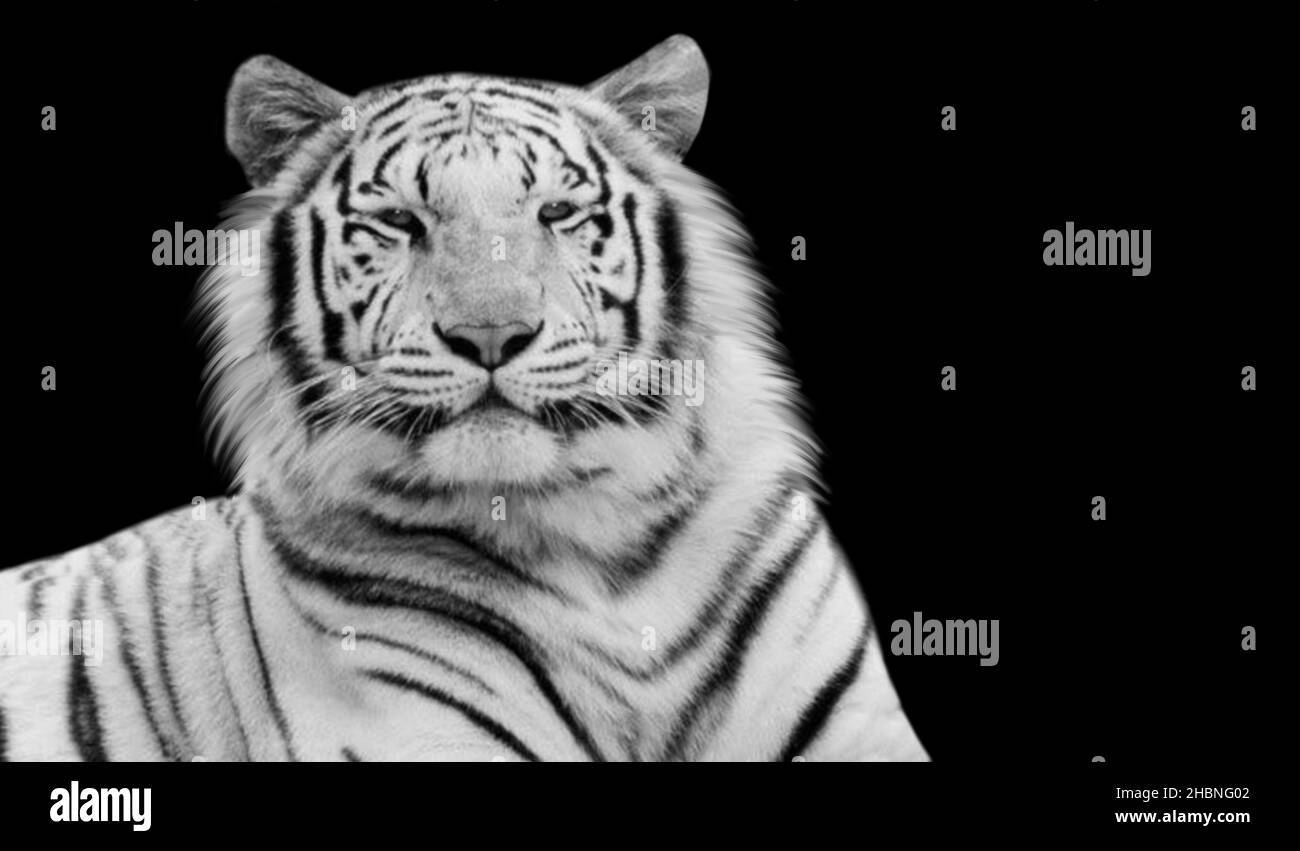 Schöner Weißer Tiger Sitzt Auf Dem Schwarzen Hintergrund Stockfoto