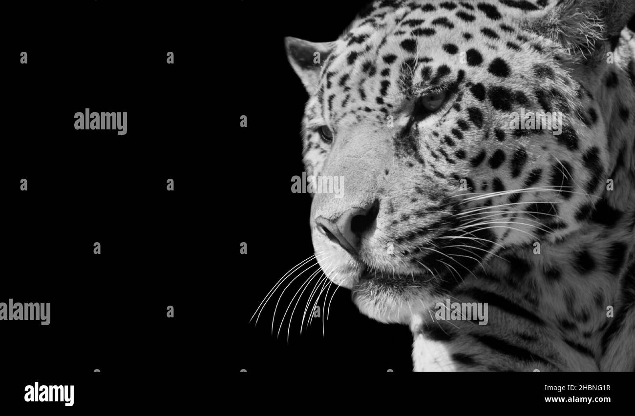 Gefährliche Geparden-Nahaufnahme Auf Dem Schwarzen Hintergrund Stockfoto