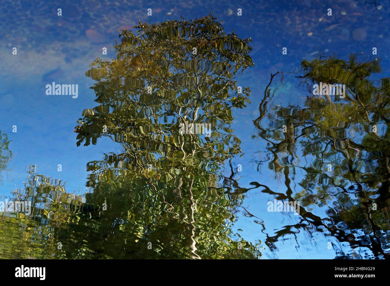 Bäume spiegeln sich im Seenwasser, Rio, Brasilien Stockfoto