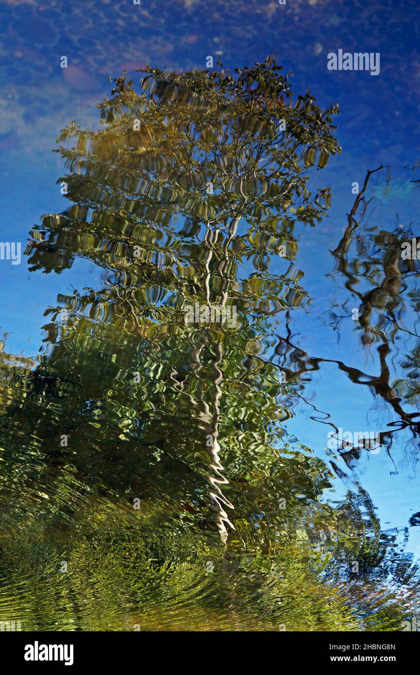 Bäume spiegeln sich im Seenwasser, Rio, Brasilien Stockfoto