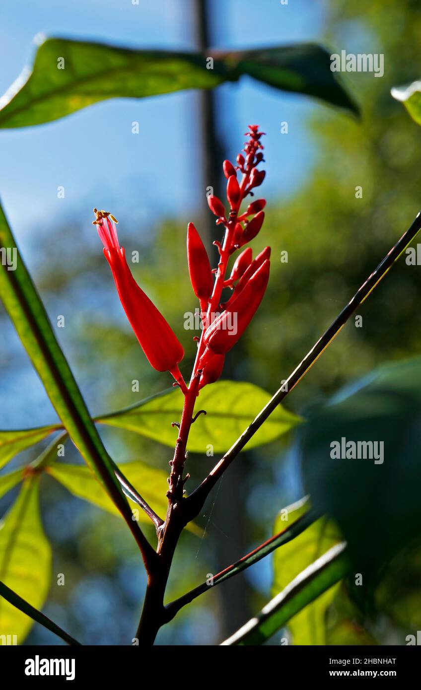 Stabholz, Sironum- oder Bitterholzblumen (Quassia amara), Heilpflanze, Rio Stockfoto