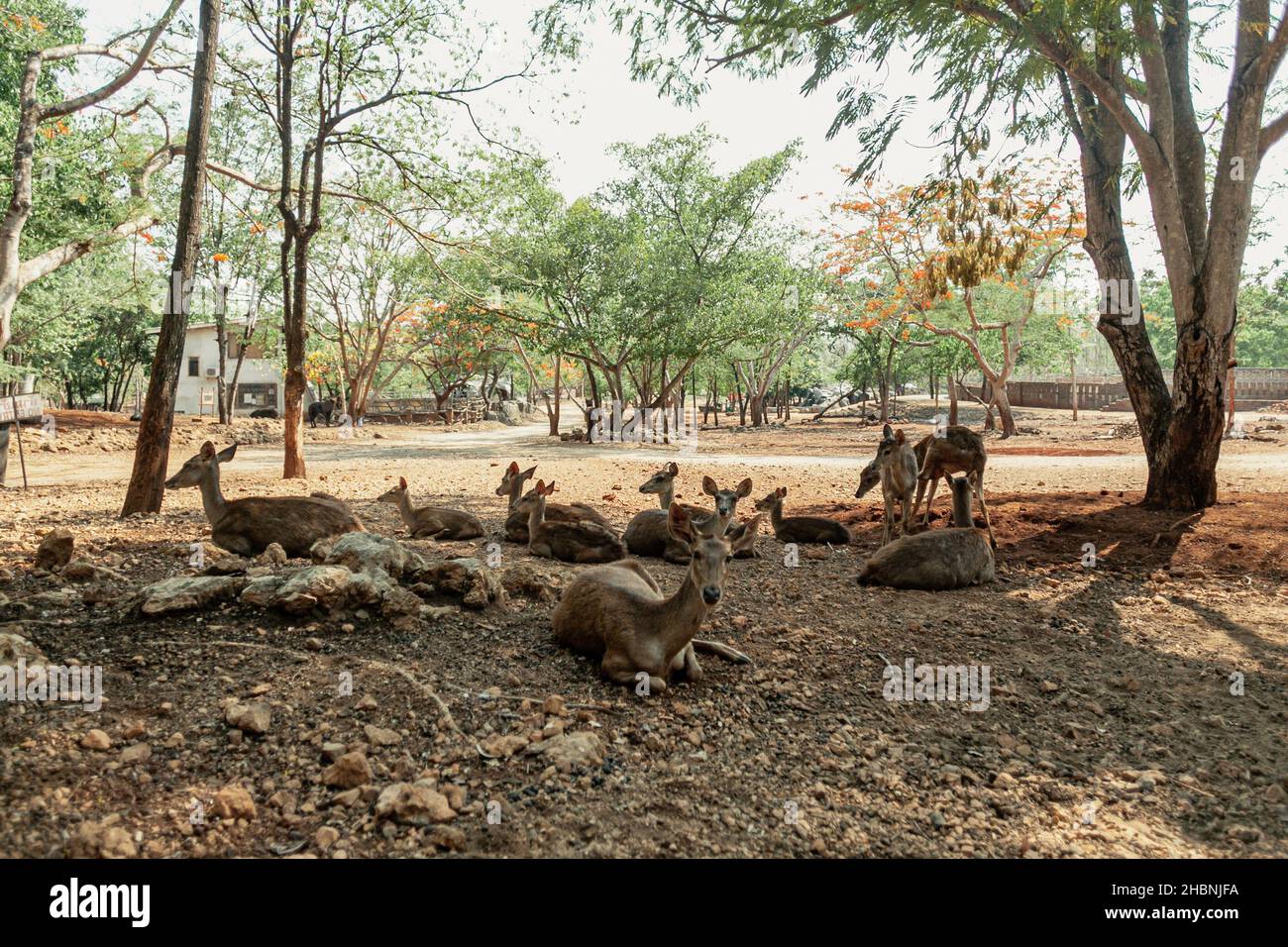 Hirte, die sich im Schatten ausruhen, Thailand Stockfoto