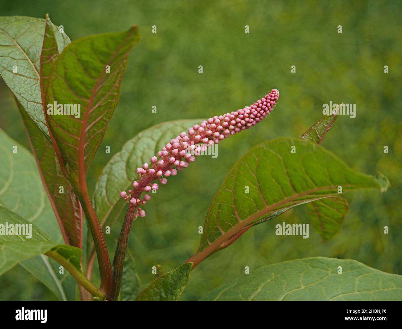 Mehrere exotische rosafarbene Knospen kultivierter Sumpfpflanzen auf langen geschwungenen Blütenstiel mit rosa geädertem Laub und grünem Hintergrund Cumbria, England, Großbritannien Stockfoto