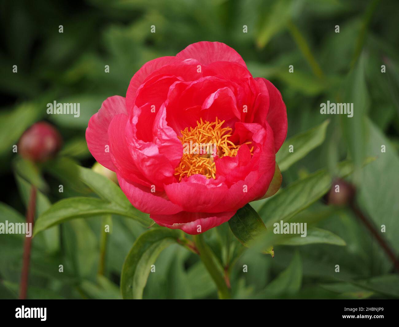 Exotische Blume der kultivierten Pfingstrose (Paeonia sp) mit kunstvollen goldgelben Staubgefäßen, zarten rosa Blütenblättern und grünem Laub im Garten Cumbria, England, Großbritannien Stockfoto