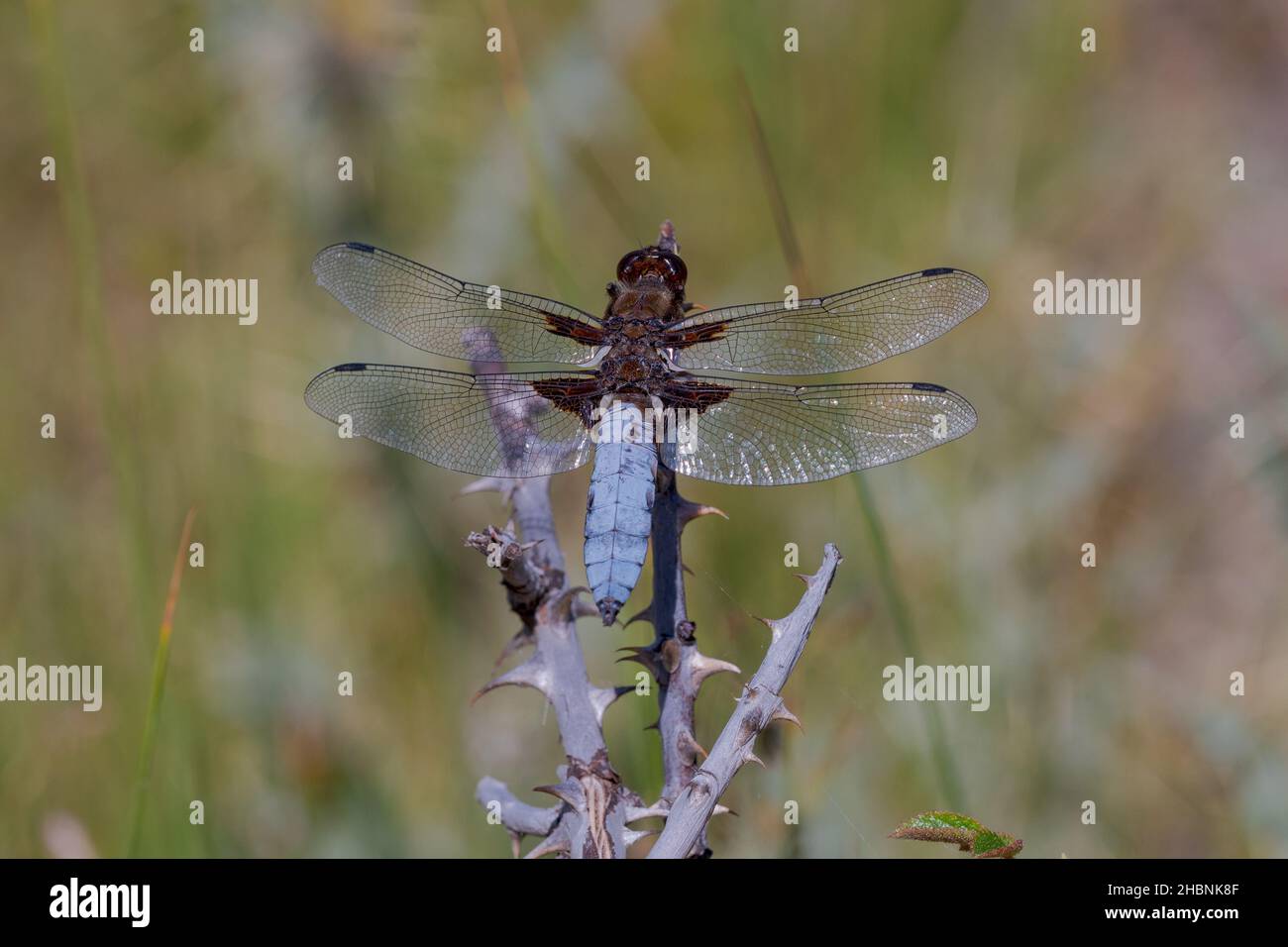 Anisoptera oder Libellen sind eine der beiden klassischen Infraorders der Epiprocta-Unterordnung. Stockfoto