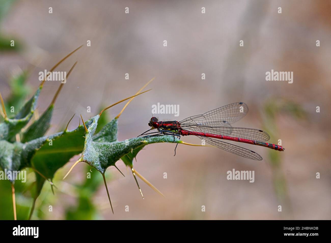 Anisoptera oder Libellen sind eine der beiden klassischen Infraorders der Epiprocta-Unterordnung. Stockfoto