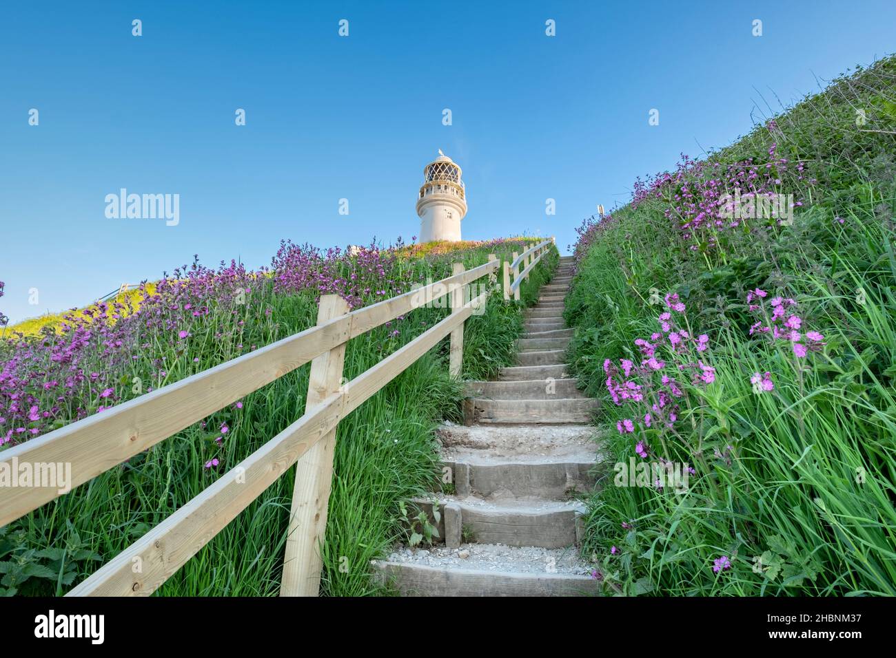 Wilde Blumen, die zum Leuchtturm von Flamborough Head führen Stockfoto