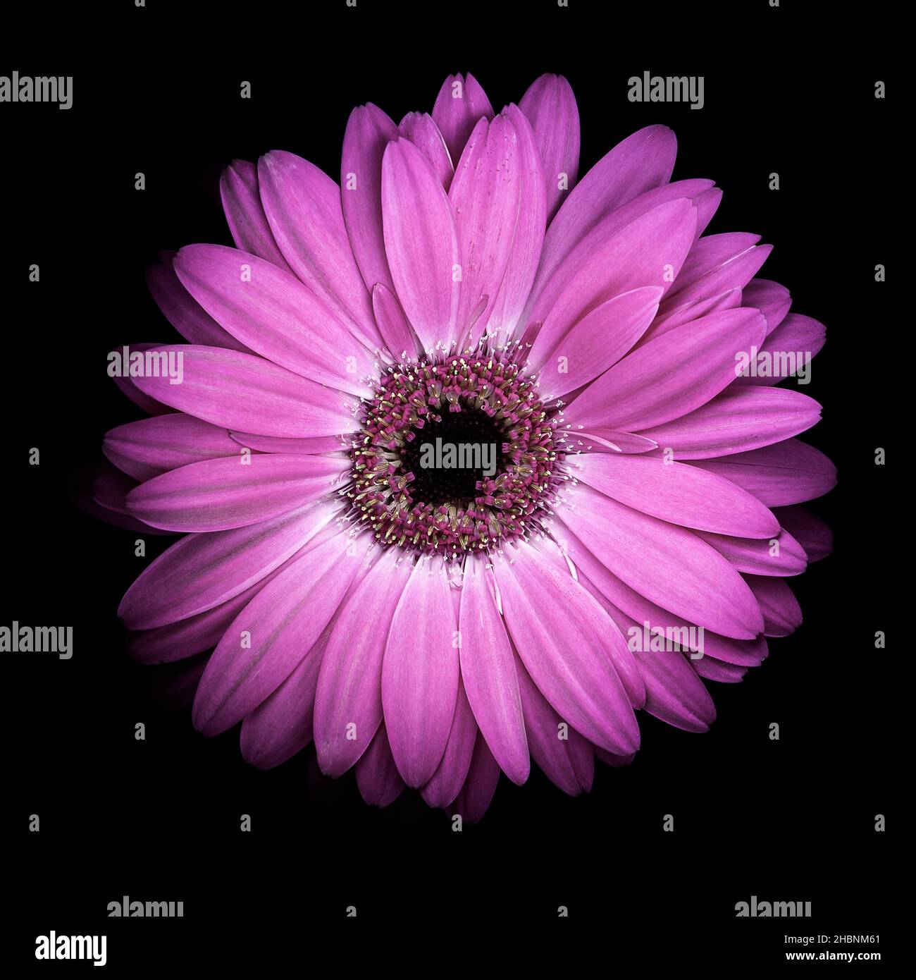 Gerbera Blume auf schwarzem Hintergrund Stockfoto