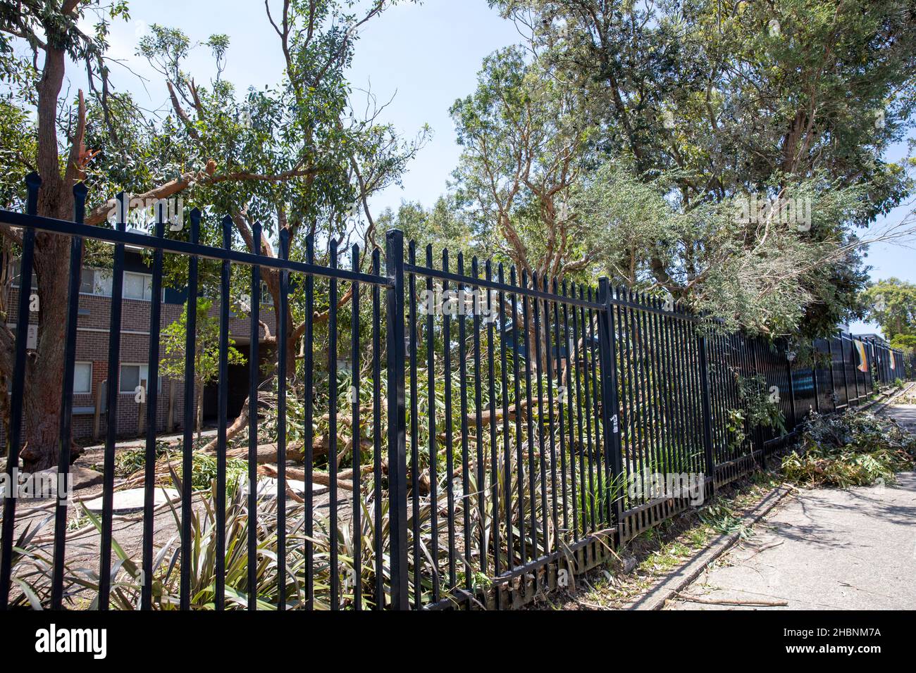 Der Freak Storm an den nördlichen Stränden von Sydney brachte Bäume auf das öffentliche Schulgelände von Narrabeen Lakes, die Schule ist wegen der Sommerferien geschlossen. Stockfoto