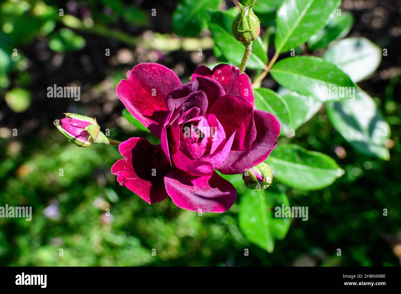 Eine große und zarte, leuchtend violette Rose in voller Blüte in einem Sommergarten, bei direkter Sonneneinstrahlung, mit verschwommenen grünen Blättern im Hintergrund Stockfoto