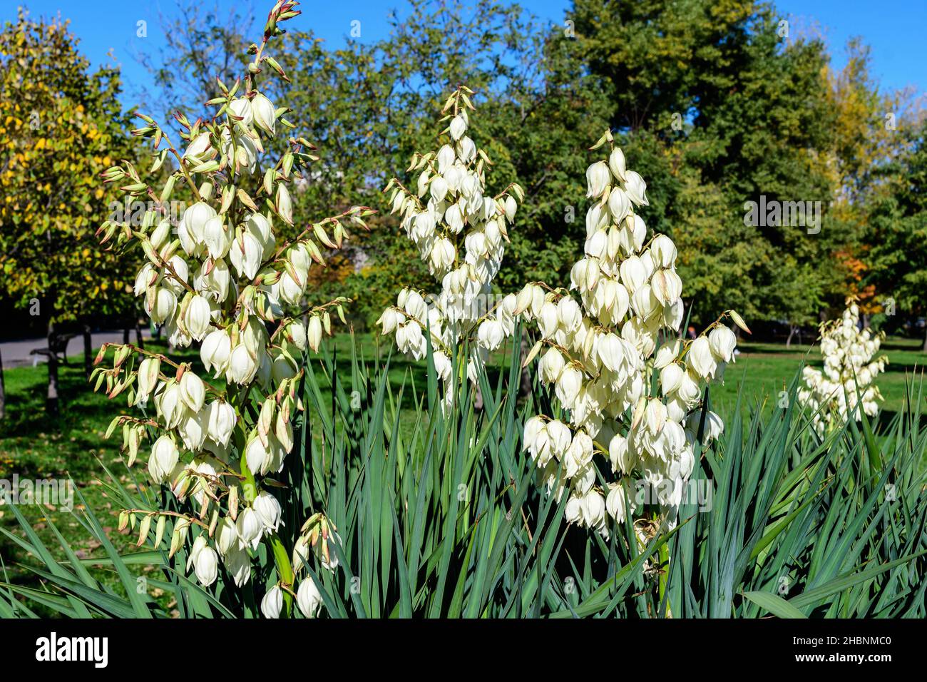 Junge yucca filamentosa Fotos und Bildmaterial in hoher Auflösung Alamy