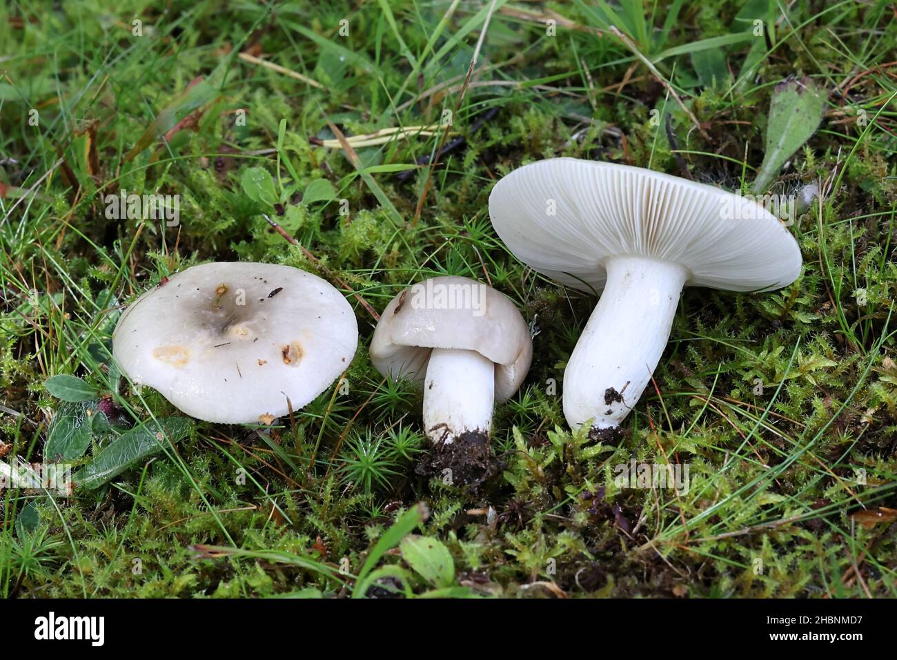 Russula aeruginea, bekannt als die grasgrüne Russula, die klebrige grüne Russula oder der grüne Bruttlegill, wilder Pilz aus Finnland Stockfoto